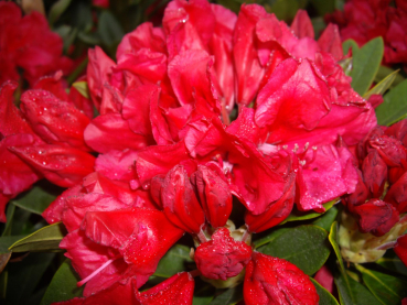 Rhododendron yakushimanum Hybride Toro Toro 1