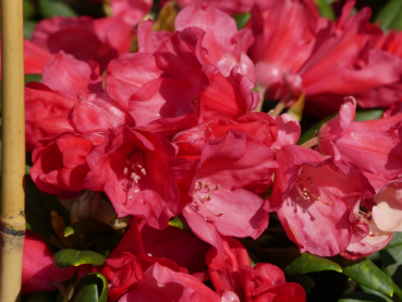 Rhododendron yakushimanum Hybride Virunga 1
