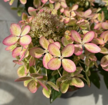 Rispenhortensie Pastellgreen 1