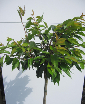 Hochstamm Rosa Winterkirsche Autumnalis 1