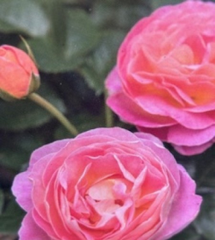 Edelrose Dornburger Schlossrose 1