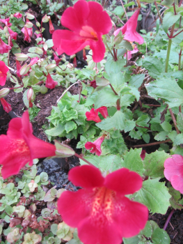 Preview: Garten-Gauklerblume Roter Kaiser 2