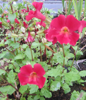 Garten-Gauklerblume Roter Kaiser 1
