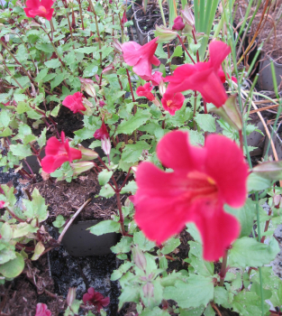 Preview: Garten-Gauklerblume Roter Kaiser 3