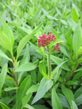 Preview: Rote Spornblume Coccineus G. Wulff  2