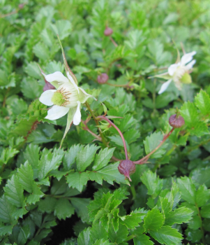 Taiwanesische Himbeere 1