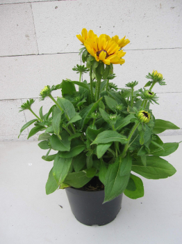 Preview: Rudbeckia - Sunbeckia Giggling Smiley - Sonnenhut Giggling Smiley 3