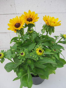 Preview: Rudbeckia - Sunbeckia Giggling Smiley - Sonnenhut Giggling Smiley 2