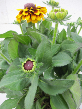 Rudbeckia hirta - Sunbeckia Kissing Smiley - Sonnenhut Kissing Smiley