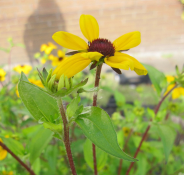 Preview: Rudbeckia triloba 2