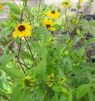 Rudbeckia triloba 1