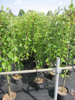 Preview: Hochstamm Hängende Kätzchenweide 3