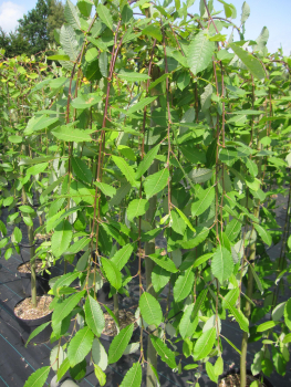 Preview: Hochstamm Hängende Kätzchenweide 4