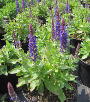Garten-Blüten-Salbei Blue Bouquetta 1
