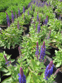 Garten-Blüten-Salbei Blue Bouquetta 2