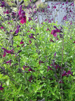 Preview: Samt-Salbei Nachtvlinder 2