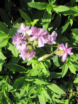 Seifenkraut Rosea Plena 1