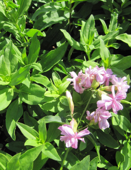 Preview: Seifenkraut Rosea Plena 2