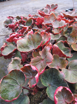 Saxifraga cortusifolia var. Rubrifolia 2