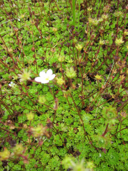 Saxifraga x arendsii Adebar 2