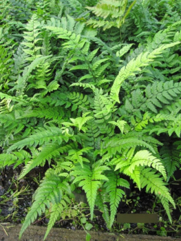 Preview: Polystichum tsussimense Roca 3