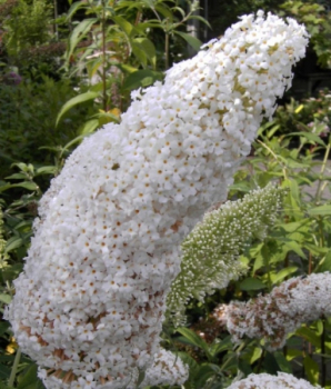 Sommerflieder davidii Peace