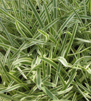 Agapanthus africanus Tinkerbell 1