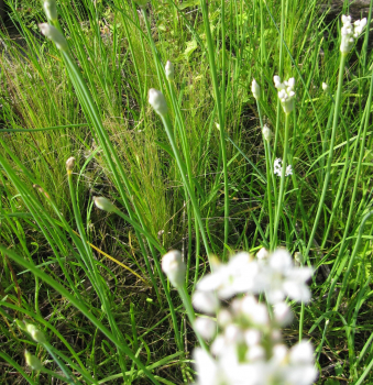 Preview: Schnittknoblauch 2