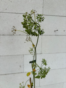 Preview: Ligusticum scoticum 2