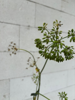 Ligusticum scoticum 1