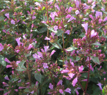 Origanum laevigatum Aromatico 1