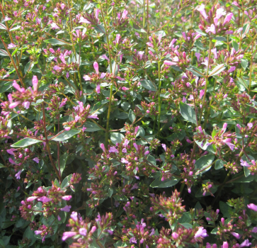 Origanum laevigatum Aromatico 2