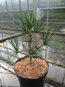 Schirmtanne Kugelblitz