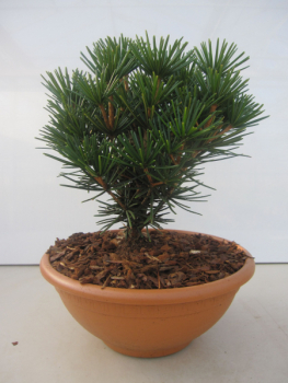 Sciadopitys verticillata Kobito 1
