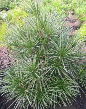 Sciadopitys verticillata Silver Star 1