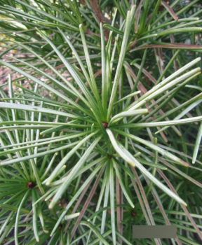 Preview: Sciadopitys verticillata Silver Star 2