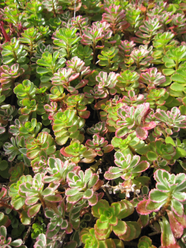 Preview: Sedum spurium Variegatum 3
