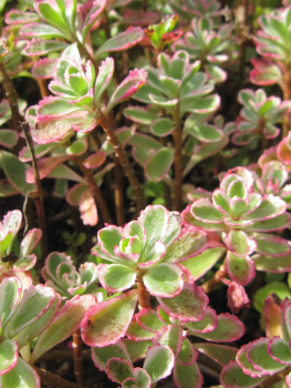 Sedum spurium Variegatum 1