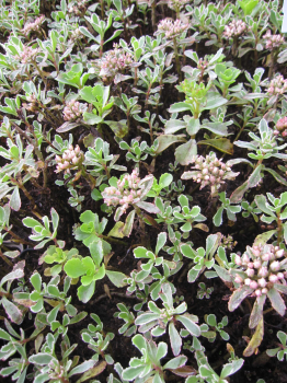 Sedum spurium Variegatum 2
