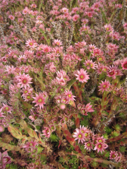 Sempervivum arachnoideum Silberkarneol 2