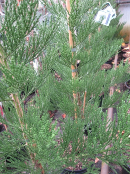 Sequoiadendron giganteum Greenpeace3