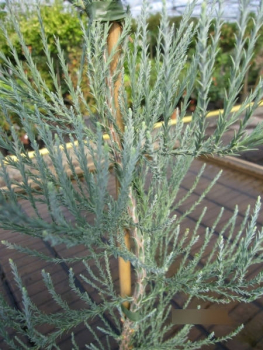 Sequoiadendron giganteum Powder Blue2