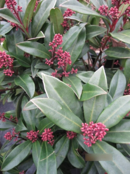 Preview: Skimmia reevesiana Fata Morgana3