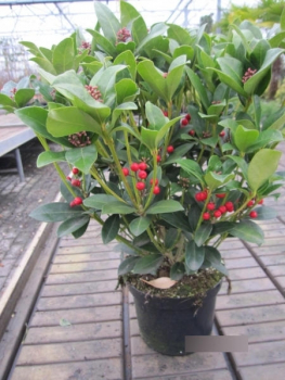 Skimmia japonica Olympic Flame1