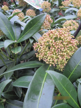 Skimmia japonica Rubesta Giant Pink 2