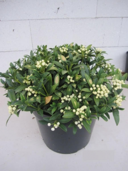 Preview: Skimmia japonica Wakehurst White 2