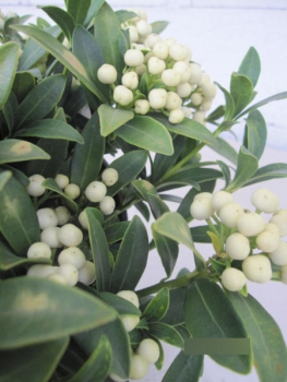 Preview: Skimmia japonica Wakehurst White 3