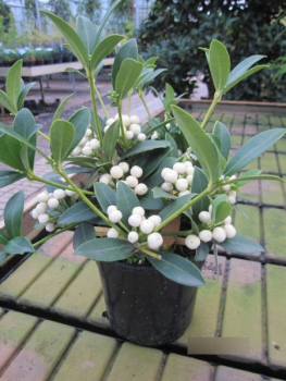 Skimmia japonica fructu albo3