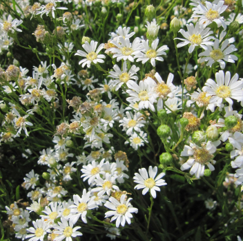 Hochland-Aster 1