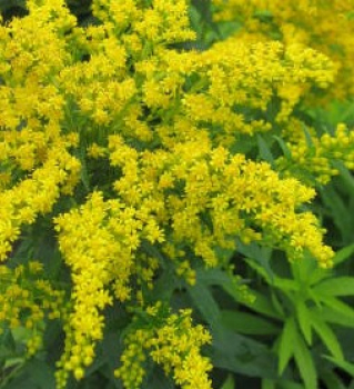 Strand-Goldrute Goldene Wellen 1
